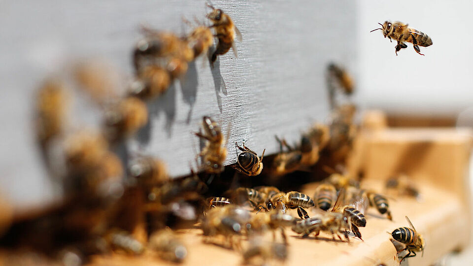 Foto-Szene, die Bienen zeigt, welche auf einer Holzoberfläche in einen Spalt krabbeln und davor herumfliegen.