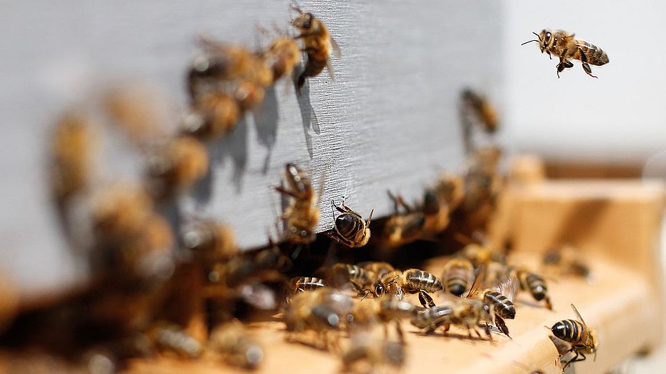 Foto-Szene, die Bienen zeigt, welche auf einer Holzoberfläche in einen Spalt krabbeln und davor herumfliegen.