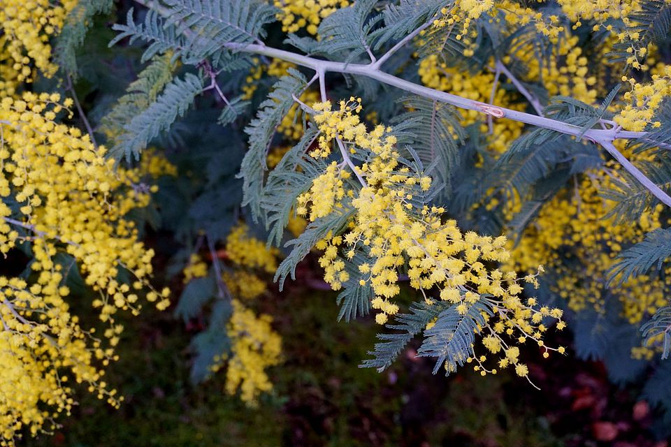 Mimosa branches